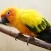 Beautiful Birds Sounds
