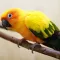 Beautiful Birds Sounds