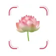 Flower Identifier FlowerBook Flower Identifier FlowerBook