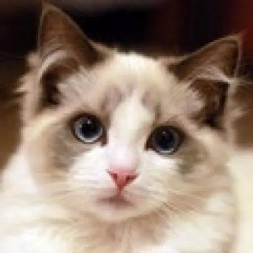 Lovely Cats! – Match Game