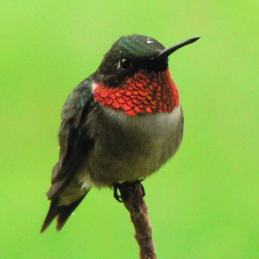 Hummingbird Tracker Hummingbird Tracker