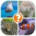 Animals Quiz - Word Pics Game
