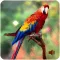 Birds of Britain Sounds