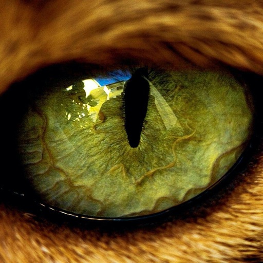 WatchFor WatchFor