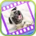 Funny Dog Videos - Funniest Moments