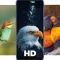 Birds Wallpapers HD