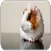 Guinea Pig sounds