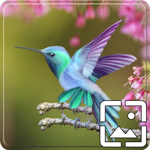 Birds Wallpapers Hd