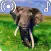 Elephant Sounds Ringtone