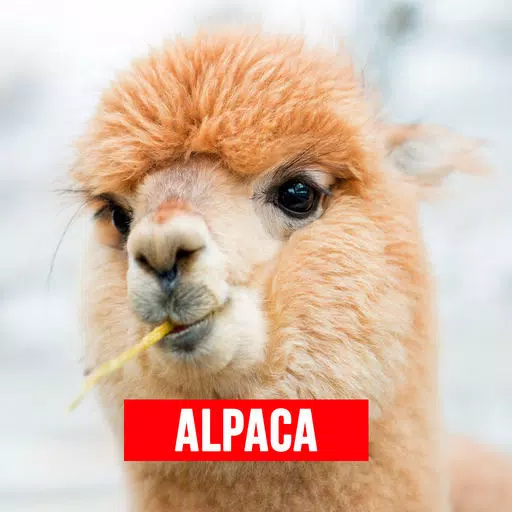 Alpaca - Successful Alpaca Farming Alpaca - Successful Alpaca Farming