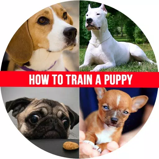 How to Train a Puppy - House Train a Puppy When You Work All Day How to Train a Puppy - House Train a Puppy When You Work All Day