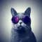 Cats Wallpapers 4K HQ Notch