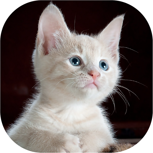Cat Sounds