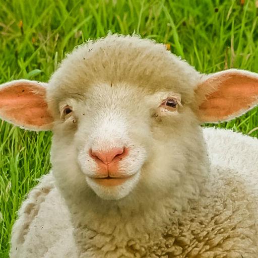 Sheep Sounds