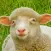 Sheep Sounds