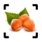 Nut Identifier - Seed ID