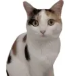 Amusing Cat Sticker Pack
