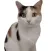 Amusing Cat Sticker Pack