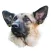 Dream Dogs Sticker Pack