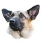 Dream Dogs Sticker Pack