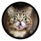 Funny Cats Sticker Pack