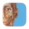 3D Human Anatomy Atlas 2025