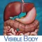 Digestive Anatomy Atlas: Essential Reference for Students and Healthcare Professionals