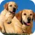 Cute dog wallpapers