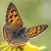 Gardensafari Moths and Butterflies
