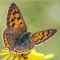 Gardensafari Moths and Butterflies