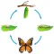 Butterfly HD