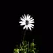 Plants HD