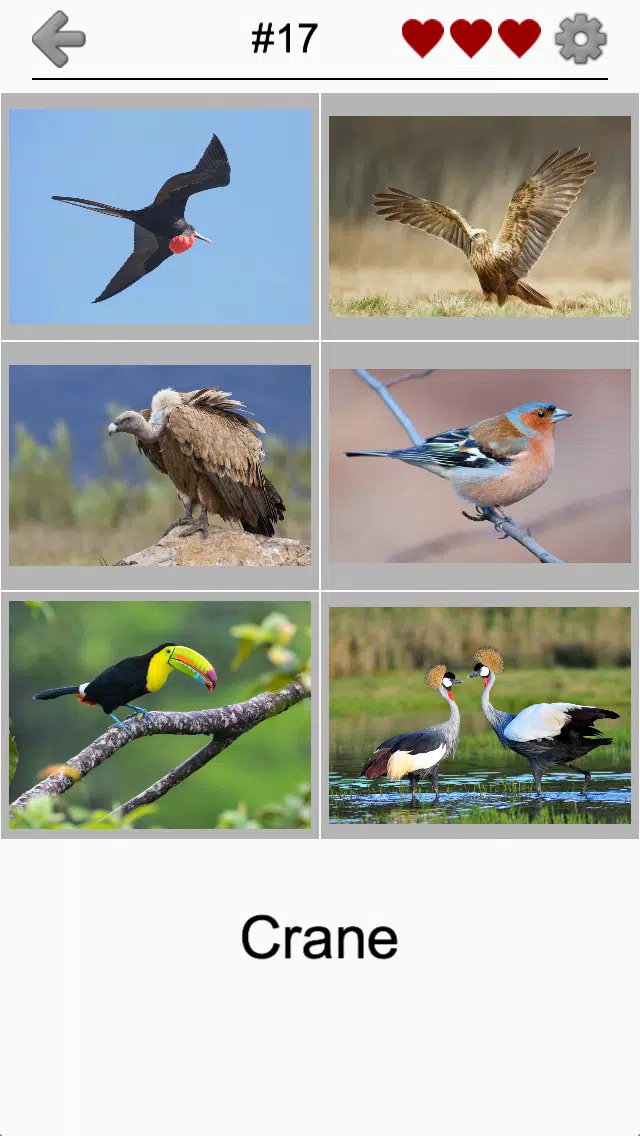 Bird World - Famous Birds Quiz Screenshots
