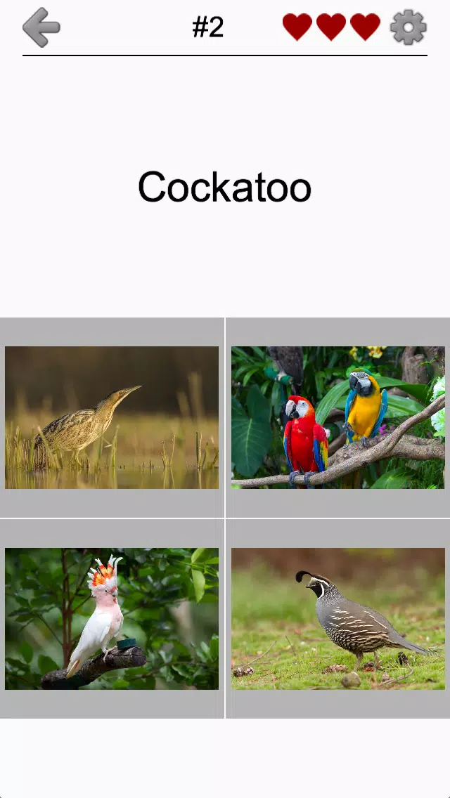 Bird World - Famous Birds Quiz Screenshots