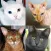 Cats Quiz