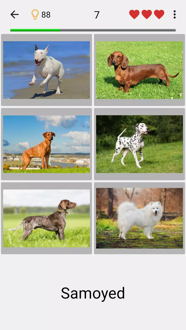 Dogs Quiz Screenshots