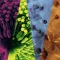 Management of Invasive Molds