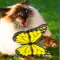 Butterfly Games for Cat