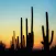 Cactus Wallpaper