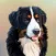 Dog Wallpapers!