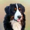 Dog Wallpapers!