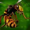 Bugs Mayhem