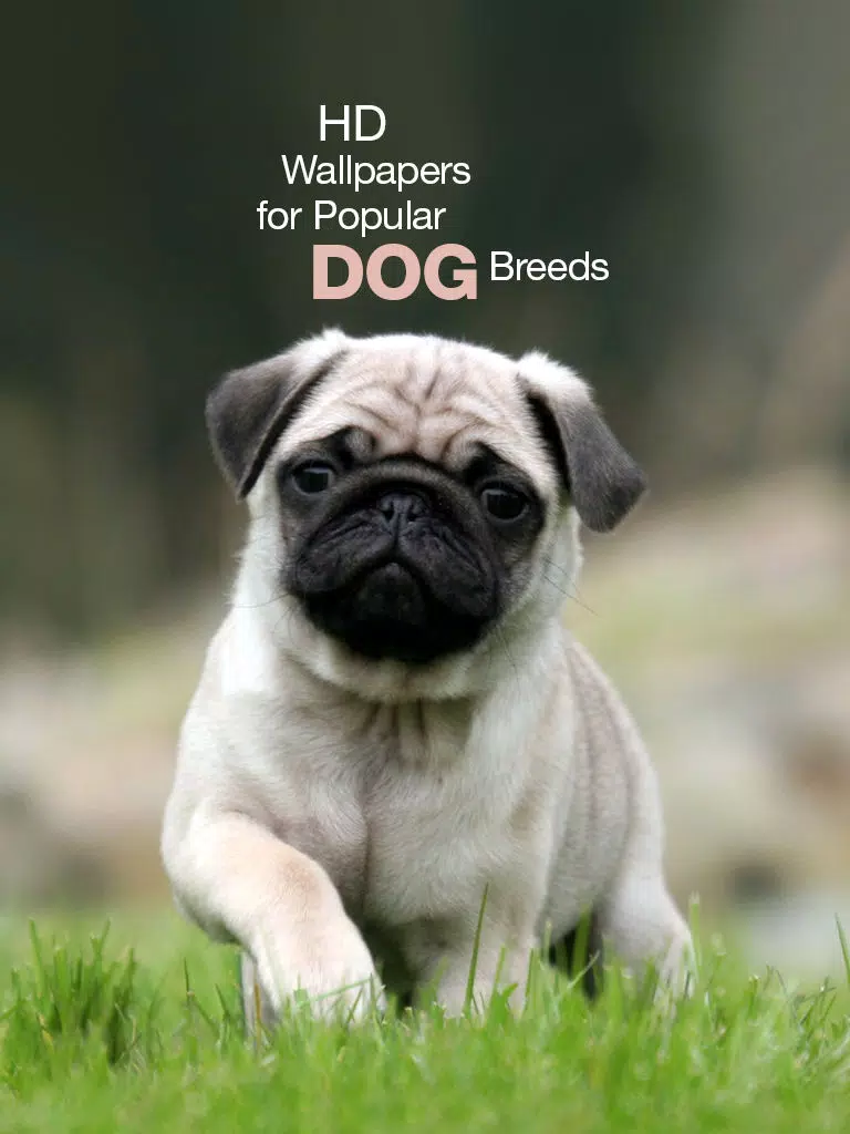 Popular Dog Breed HD Wallpaper iPad Screenshots