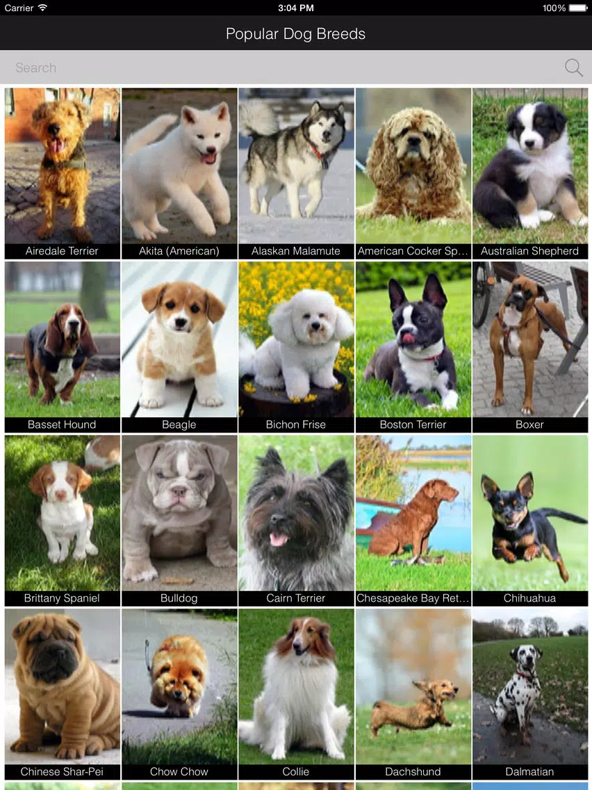 Popular Dog Breed HD Wallpaper iPad Screenshots
