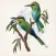 Watercolor Birds Stickers