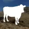 Farmer's Grazing Calculator
