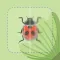 Insect Identifier Bug ID
