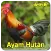 Suara Pancingan Ayam Hutan