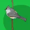 Word of the Bird