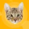 Human to cat translator - talk to your cat !